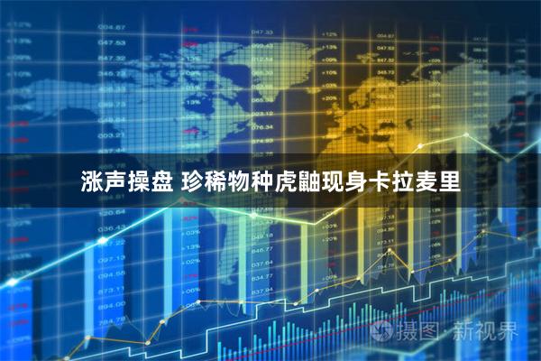 涨声操盘 珍稀物种虎鼬现身卡拉麦里